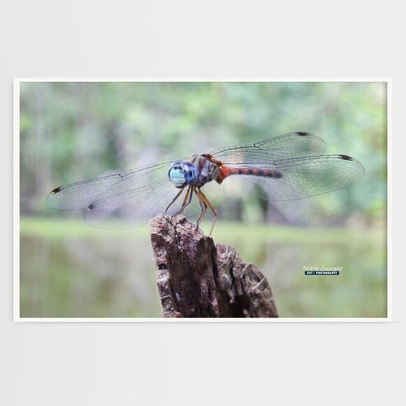 12x18 Dragonfly Resting Photography Oil Painting Art Poster - Picture 1 of 4